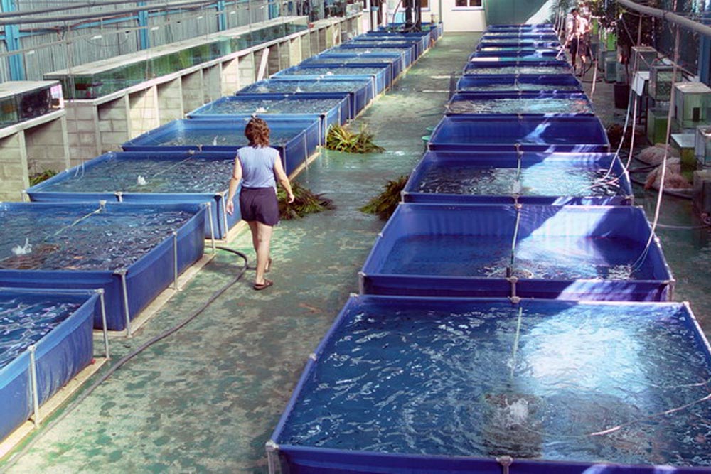 استخر پیش ساخته پرورش ماهی خانگی